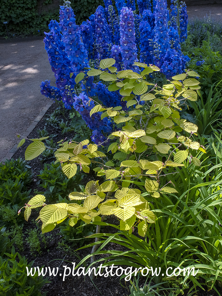 Gold-leaved Winterhazel (Corylopsis spicata aureus
Nice combination of the blue Delphinium and the yellow leaves  of the Winterhazel.
(May 15)